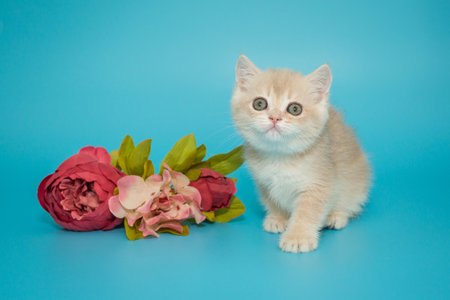 Small cream-colored Scottish kitten and flowers on a blue backgroundの写真素材
