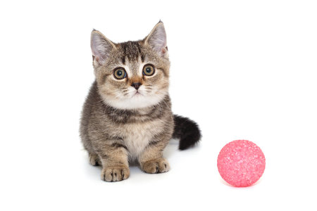 Gray striped Scottish kitten and pink ball, isolated on a white backgroundの写真素材