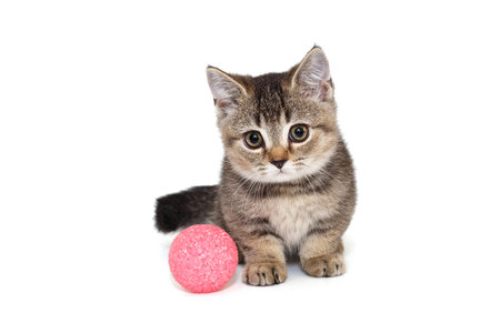 Gray striped Scottish kitten and pink ball, isolated on a white backgroundの写真素材