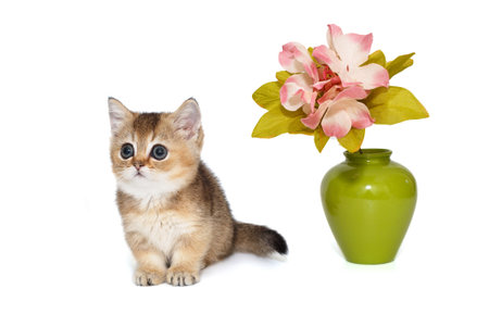 Small kitten and a vase with a flowerの写真素材