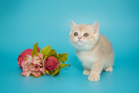 Small cream-colored Scottish kitten and flowers on a blue backgroundの写真素材