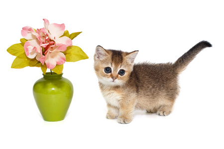 Small scottish kilt kitten and a vase with a red flower, isolated on whiteの写真素材