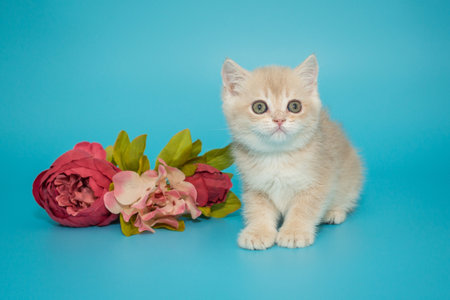 Small cream-colored kitten and flowers on a blue backgroundの写真素材