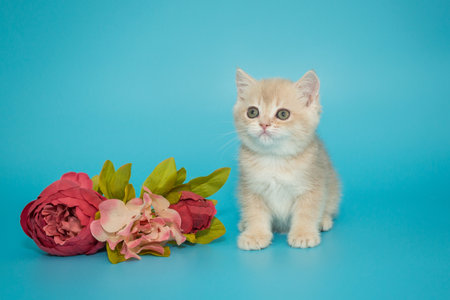 Small cream-colored Scottish kitten and flowers on a blue backgroundの写真素材