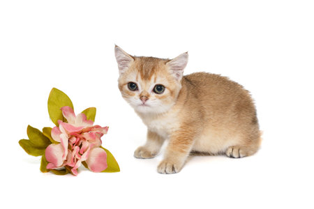 Small Scottish kitten and decorative pink flowers, isolated on whiteの写真素材