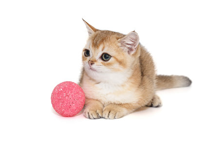 Small kitten with green eyes and a ball, age 1 month. Isolated on a white backgroundの写真素材