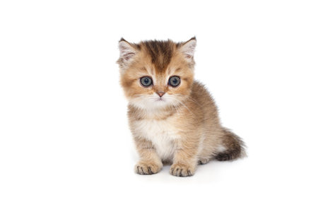 Scottish kitten with short paws, red color, age 1 month. Isolated on a white background.の写真素材