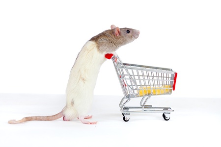 domestic rat pushes shopping cart with cheeseの写真素材
