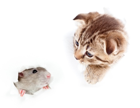 kitten and domestic rat looking out hole in  torn paperの写真素材