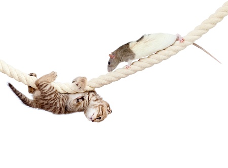 young cat and rat climbing on rope isolated on  white backgroundの写真素材