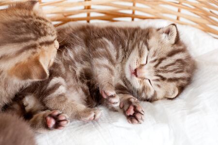 funny sleeping baby cat kitten in wicker basketの写真素材