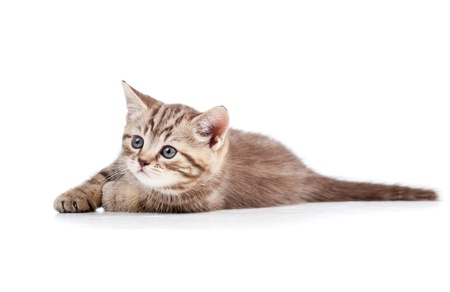 cute cat kitty over white backgroundの写真素材