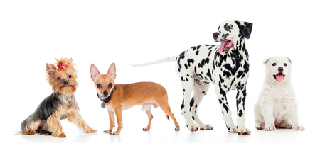set of pets dogs isolated on white background