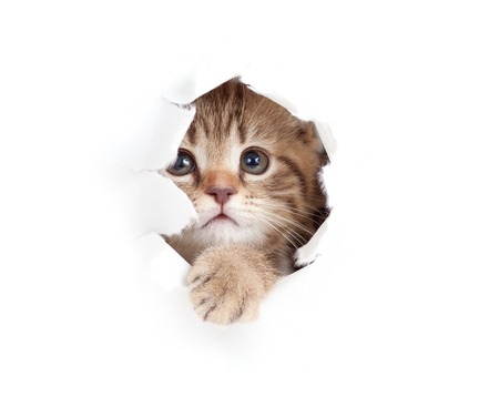 kitten looking up in paper side torn hole isolatedの写真素材