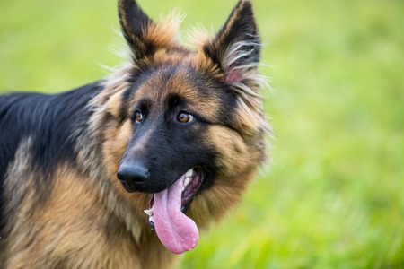 Young dog german shepherd on green grass in summer parkの写真素材