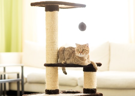 Cat lying on a scratching post, on living room background.の写真素材