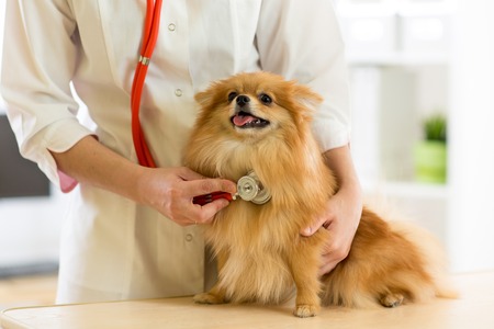 the vet examining the dog breeds Spitz with stethoscope in clinicの写真素材