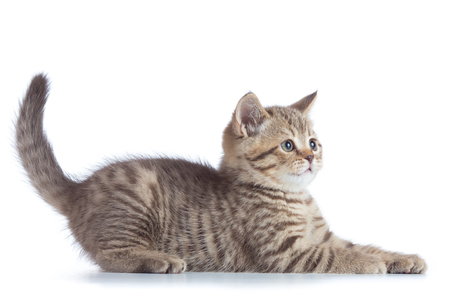 Scottish cat kitten profile side view isolatedの写真素材