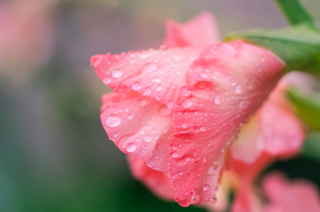 gladiolus flower closeupの写真素材