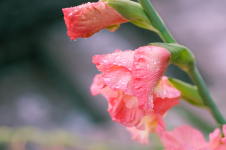 gladiolus flower closeupの写真素材