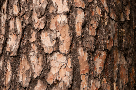 Close-up of pine bark