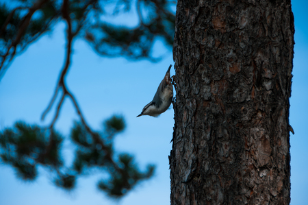 bird nuthatch on a pine tree against the blue skyの写真素材