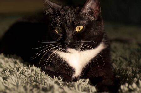 black cat with a white shirt front on a green backgroundの写真素材