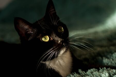black cat with a white shirt front on a green background