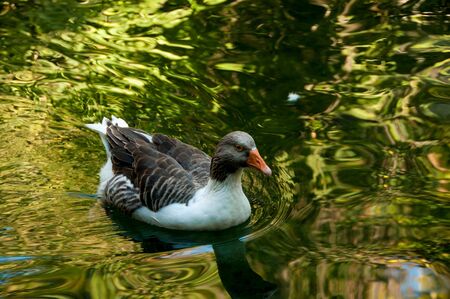 gray domestic goose in a pond on a background of waterの写真素材