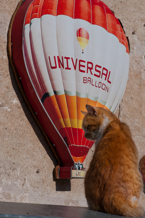 red cat sitting on a balloon background close-upのeditorial素材