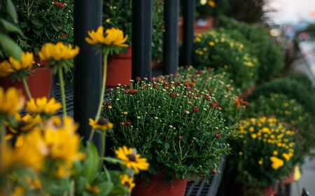 flowers in the garden close-upの写真素材