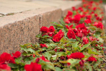 bright red flowers by the sidewalkの写真素材