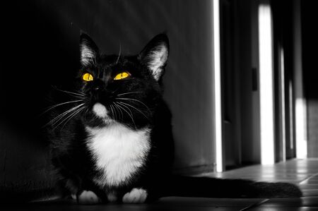 black and white cat with yellow eyes on a black and white backgroundの写真素材