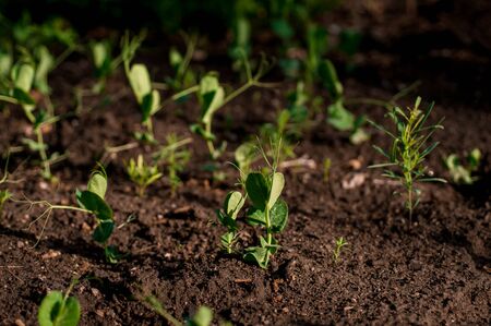 day of the earth, a new life of plants on the open groundの写真素材