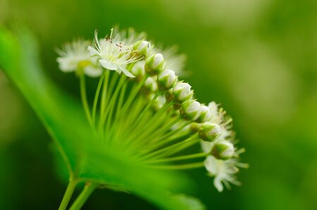 wildflowers in natural spring nature close-up