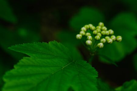 wildflowers in natural spring nature close-upの写真素材
