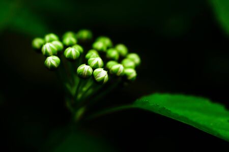 wildflowers in natural spring nature close-upの写真素材