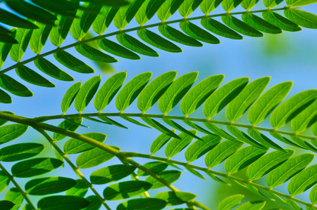 green branch Polypodiophyta close-up
