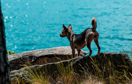 doggy on a rock against a background of water in summerの写真素材