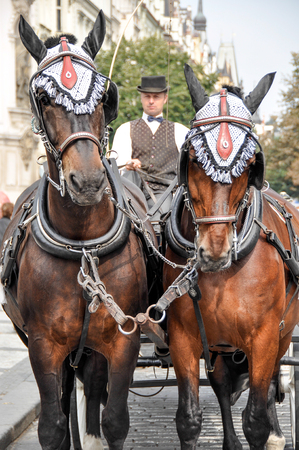 men coachman driving a carriage drawn by two horses on the street of the city of Prague, the Czech Republic in the summerのeditorial素材
