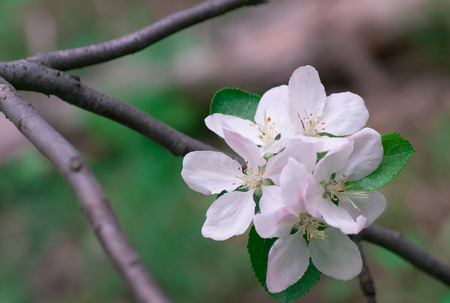 apple blossom in spring on a clear day close-upの写真素材