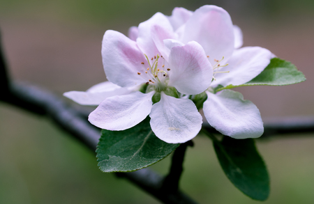 apple blossom in spring on a clear day close-upの写真素材
