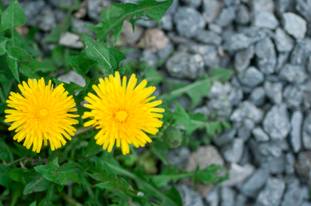 yellow dandelion flower on a background of green grass close-upの写真素材