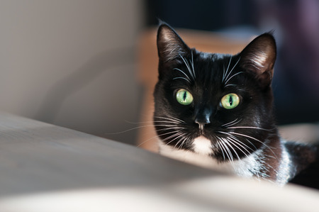 muzzle of a black cat on a white background