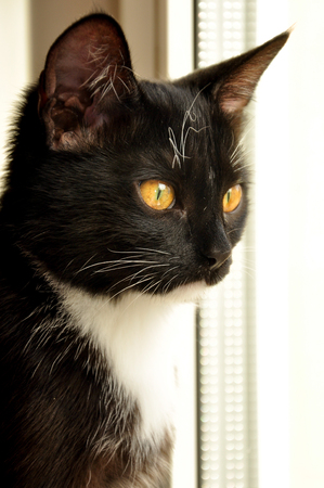 playful little kitty at homeの写真素材