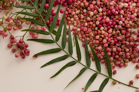 Pink pepper peas close-upの写真素材