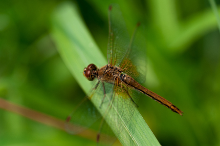 Dragonfly brown color on green grass close-upの写真素材