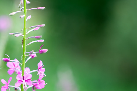 Chamaenerion plants or Ivan tea  sunny day in the summerの写真素材