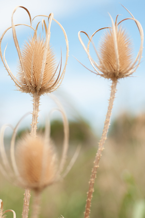 Dipsacus sativus wild dried flowers in nature close-upの写真素材