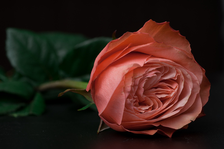 Roses in a bouquet on a dark background close-upの写真素材